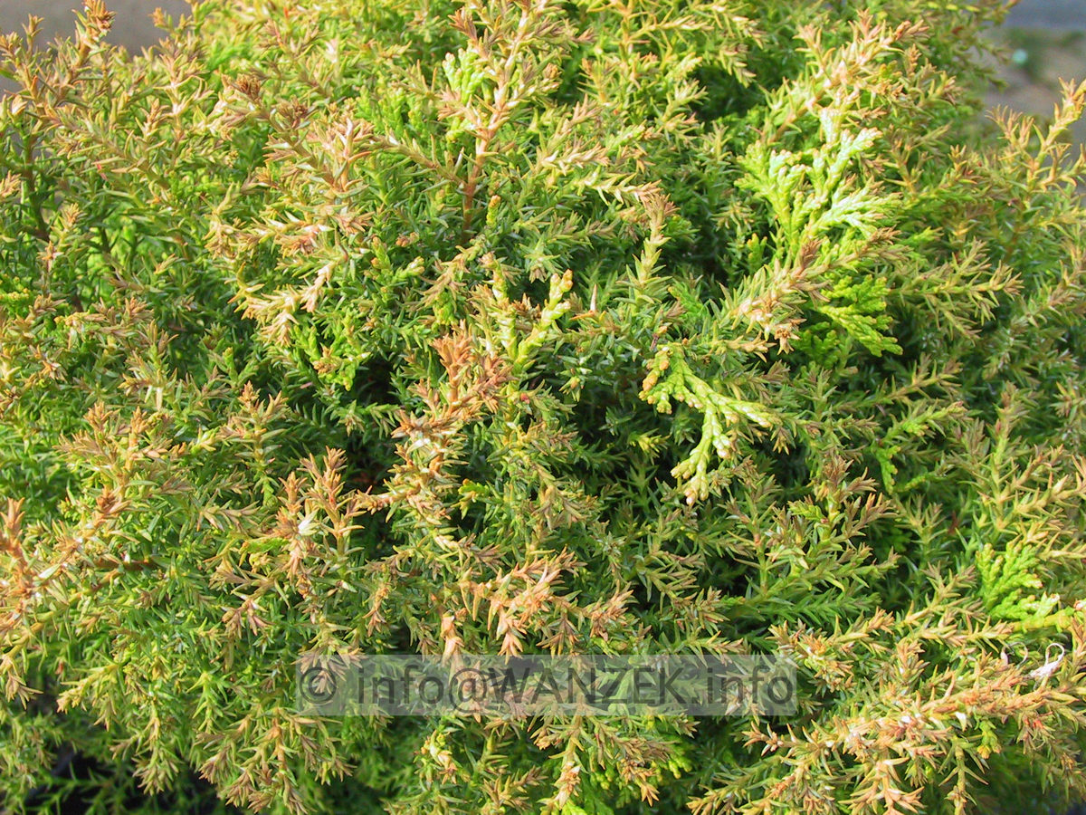 Chamaecyparis obtusa Erika 02.JPG